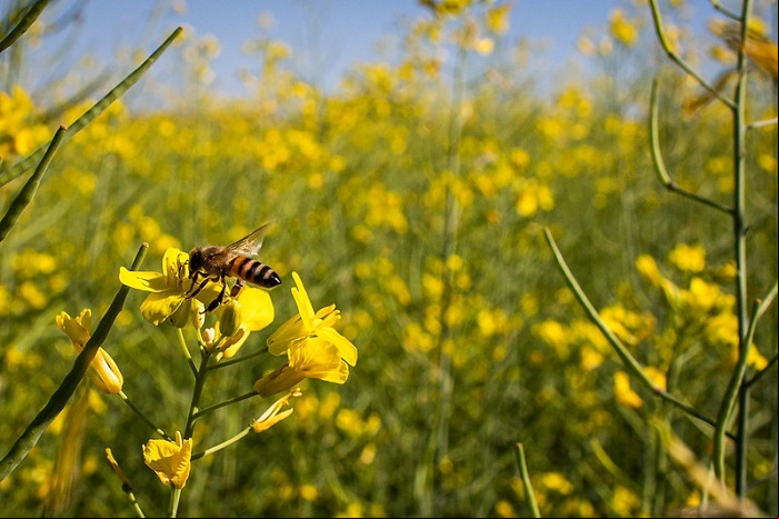Polinizacao canola